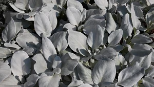 Starzec srebrnolistny to oryginalna roślina, która przyciąga wzrok swoimi dekoracyjnymi liśćmi.