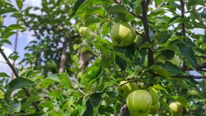 Sprytna pułapka na mrówki i gąsienice. Posmaruj korę drzewa, żadna nie wejdzie