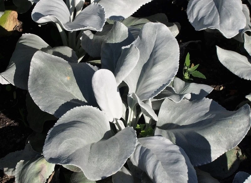 Starzec srebrnolistny znosi temperatury do -10 st