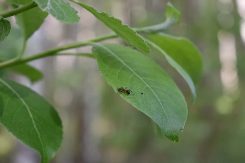 Mrówki żyją w symbiozie z mszycami, co bardzo szkodzi naszym drzewom