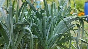 Sadzenie pora na zimę to doskonały sposób na wydłużenie sezonu na smaczne, ogrodowe warzywa. Pielęgnacja pora w lipcu na duże znaczenie w zwiększeniu późniejszych plonów.