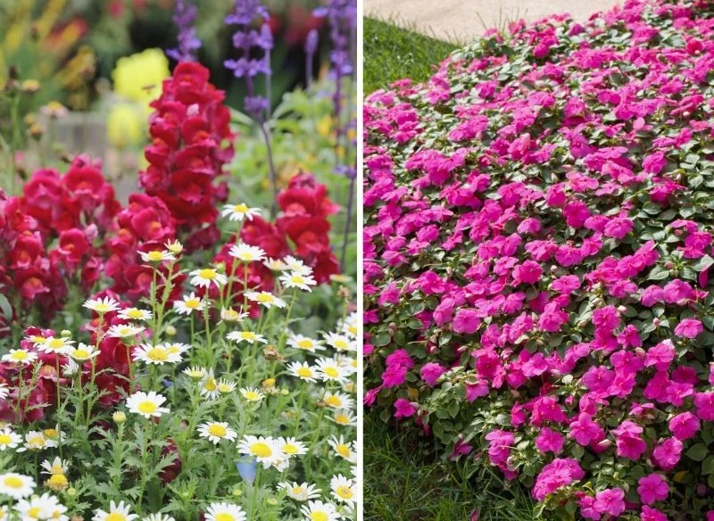 Rabaty kwiatowe mogą być jednogatunkowe lub wielokwiatowe, w zależności od tego, jak je skomponujesz, inaczej ozdobią ogród