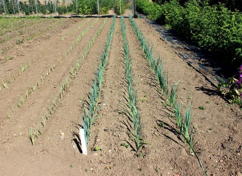 Przeniesienie rozsady pora do gruntu wymaga odpowiedniego przygotowania grządek
