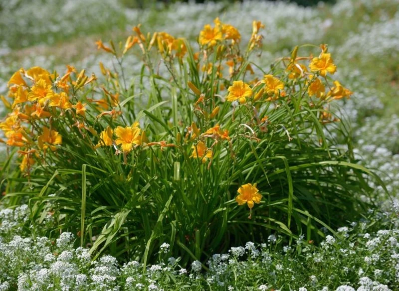 Liliowce otoczone niższymi, kontrastującymi kolorystycznie kwiatami prezentują się jak prawdziwa ogrodowa perełka