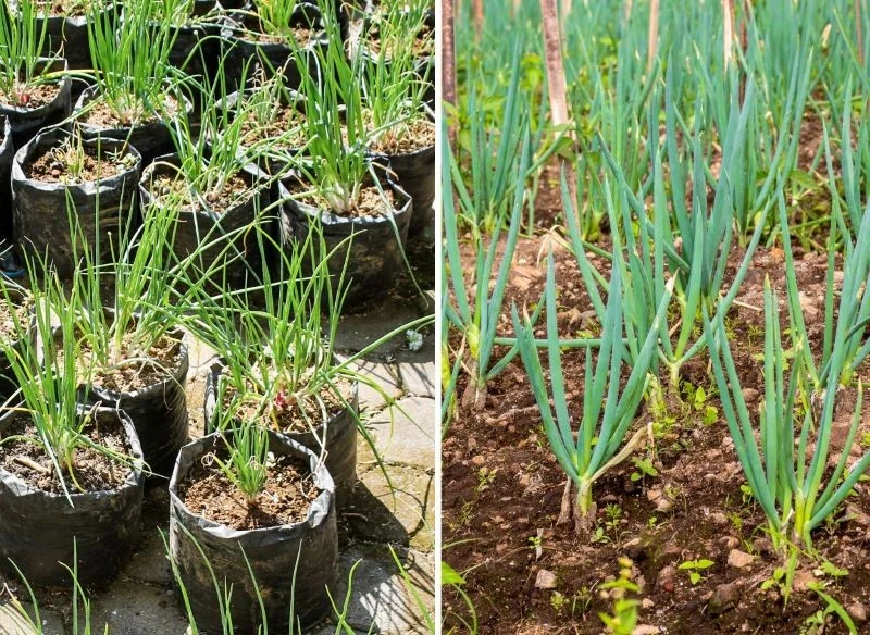 Młode pory potrzebują miejsca oraz dużej ilości wody i składników odżywczych, po przesadzeniu, gdy tylko zauważysz wybijające się między nimi chwas...