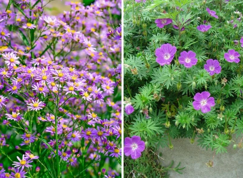 Wieloletnie astry i bodziszki w kolorze liliowym i wrzosowym są subtelną dekoracją, a przy tym dosłownie toną w zieleni gęstych liści, tworząc zwar...