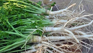 Wyjaśniamy, jak zapobiegać zniekształceniom pietruszki.