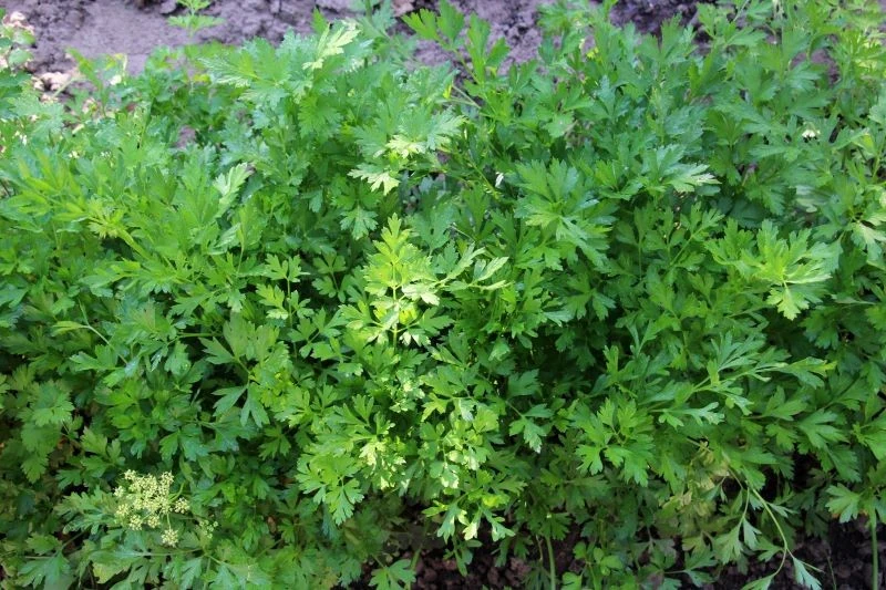 Pietruszka o krzywych korzeniach zwykle ma bujną i zdrową nać, więc problem trudno wcześnie zidentyfikować