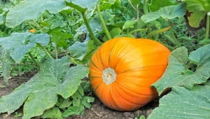 Lipiec i sierpień to najlepszy czas na przycięcie dyni. Jak to zrobić, by owoce były większe?