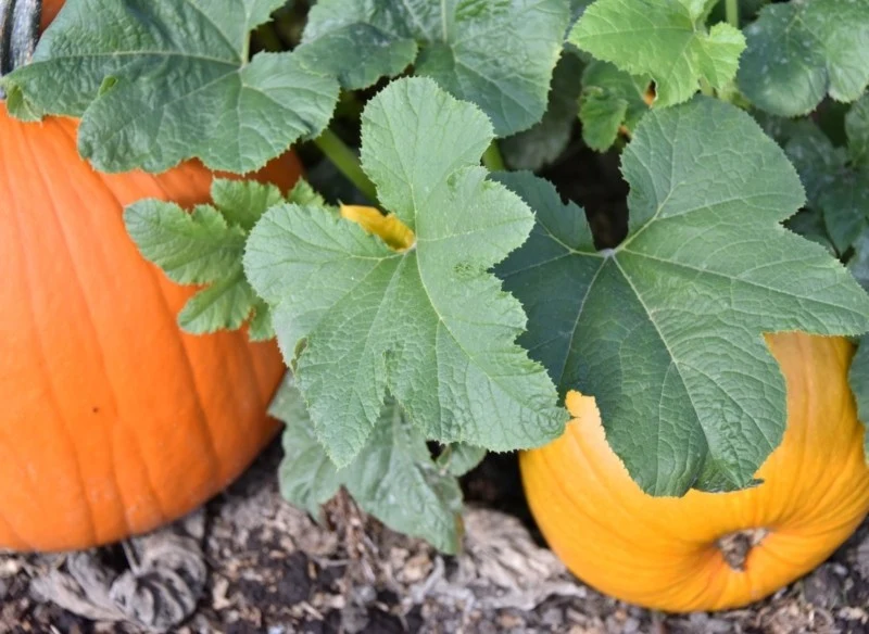 Przycinanie dyni stymuluje tworzenie większych owoców