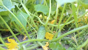 Sprawdź, jakie jest najlepsze towarzystwo dla ogórków w ogrodzie.