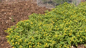 Złotospor wirginijski znajdzie wiele zastosowań w twoim ogrodzie.