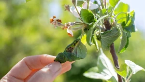 W twoim ogrodzie pojawiły się mszyce? Koniecznie wypróbuj ten domowy oprysk.