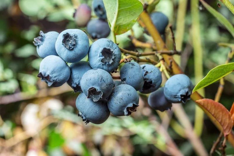 Jeśli patrząc na owoce na krzaczku borówki, dostrzegasz marszczenia skórki oraz mikro spękania i masz wątpliwości co do ich zdrowia i czystości, pr...