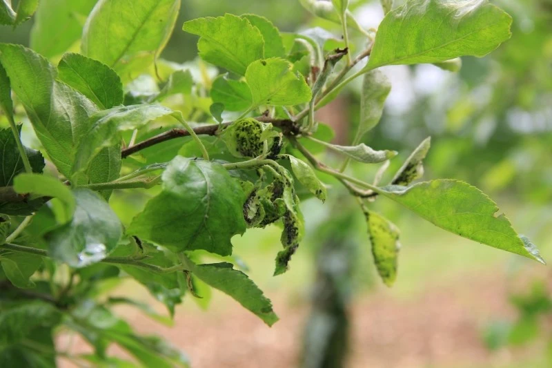 Mszyce mają również naturalnych wrogów, jakimi są np