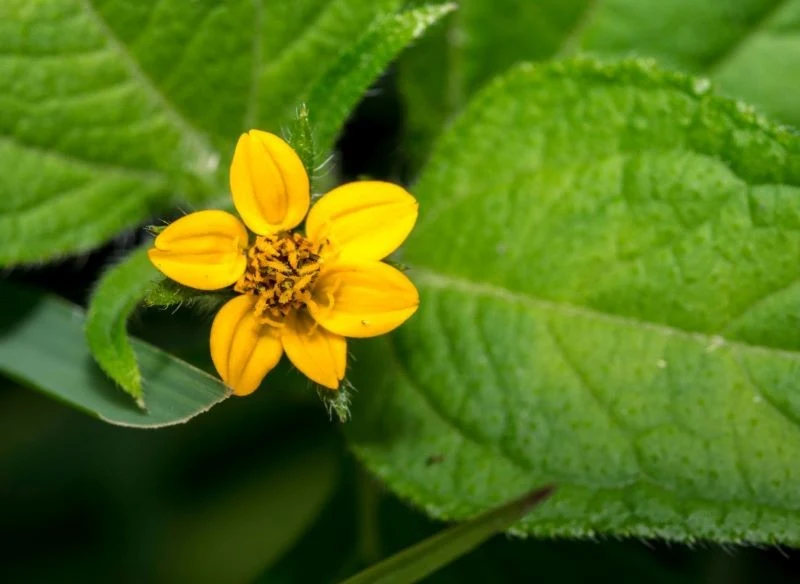 Złotospor wirginijski nie jest kłopotliwy w uprawie