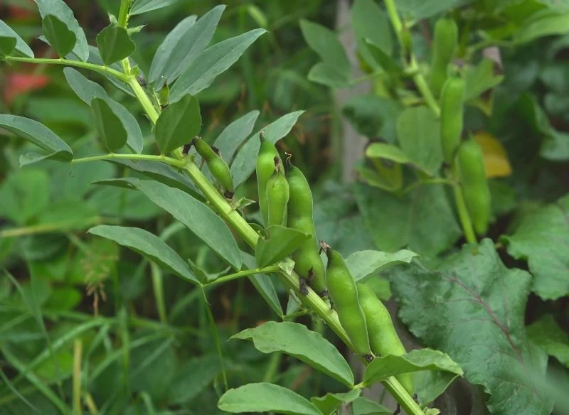 Zdrowe rośliny dają duży plon - strąków jest wiele, a wykształcone w nich nasiona naprawdę smaczne i okazałe