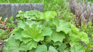 Przywrotnik pospolity to ciekawa bylina, która pomoże w walce z różnymi dolegliwościami i odstraszy ślimaki.