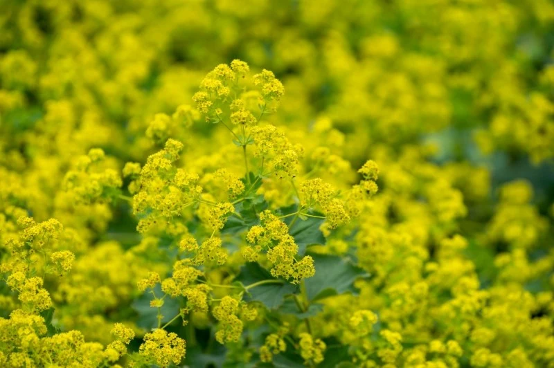 Od maja do września przywrotnik pospolity tworzy drobne, żółtozielone kwiaty, zebrane w wiechy