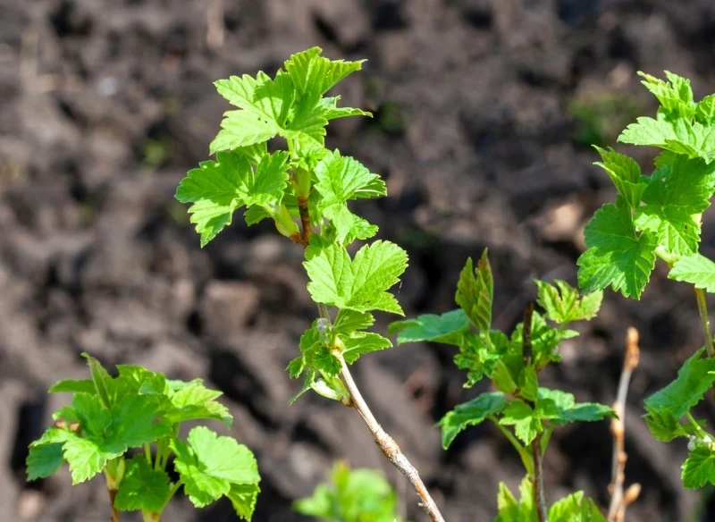 Porzeczki można rozmnażać m