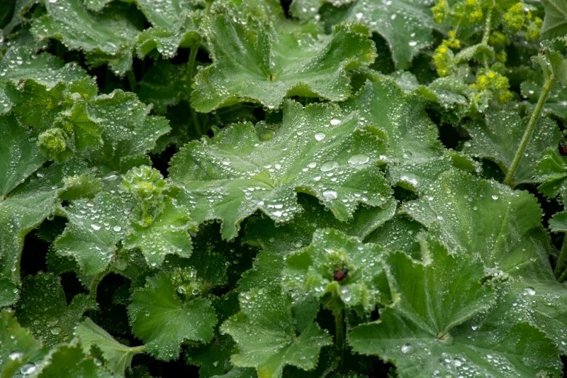 Właściwości przywrotnika pospolitego były znane już w średniowieczu