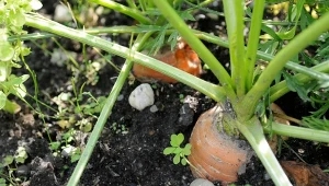 Jeśli chcesz mieć dorodne warzywa, sprawdź jak pielęgnować marchew w lipcu. Dwa zadania są kluczowe, by mogła rosnąć zdrowo.