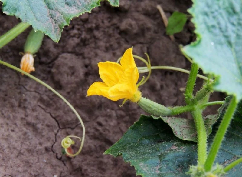 Budowa kwiatu żeńskiego ogórka jest bardzo charakterystyczna nie tylko wewnątrz korony, ale i u nasady, zwróć uwagę na wygląd łodyżki tuż pod kwiatem