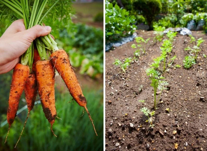 Letnie zabiegi pielęgnacyjne powinny skupić się na odchwaszczaniu, podlewaniu i nawożeniu, to one pozwalają roślinie rosnąć w korzeń, a nie w nać i...
