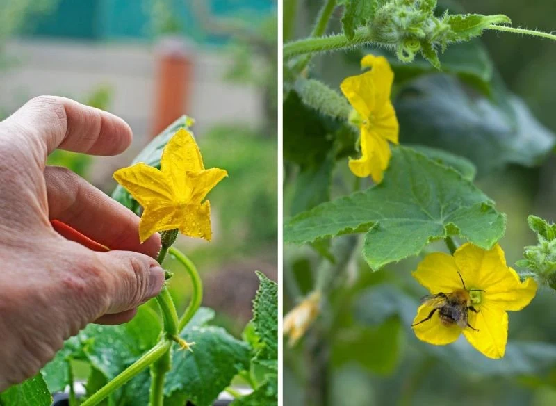 Jeśli brakuje naturalnych zapylaczy, kwiaty ogórka możesz zapylać ręcznie