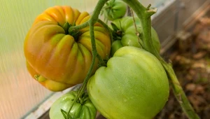 Odżywka na bazie skorupek jaj sprawdzi się do nawożenia pomidorów latem.