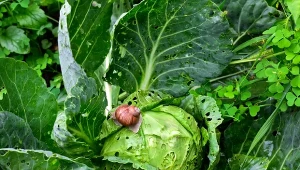 Ślimaki niszczą twój ogród? Przygotuj skuteczną miksturę i spryskaj nią zaatakowane rośliny.