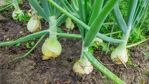 Jak uprawiać cebulę, aby była dorodna i zdrowa?