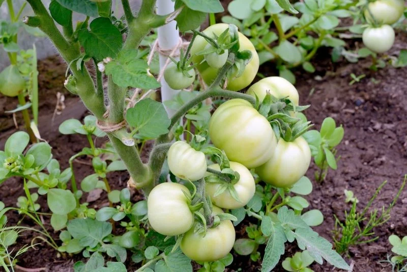 Jak podlewać pomidory latem, aby plony były obfite