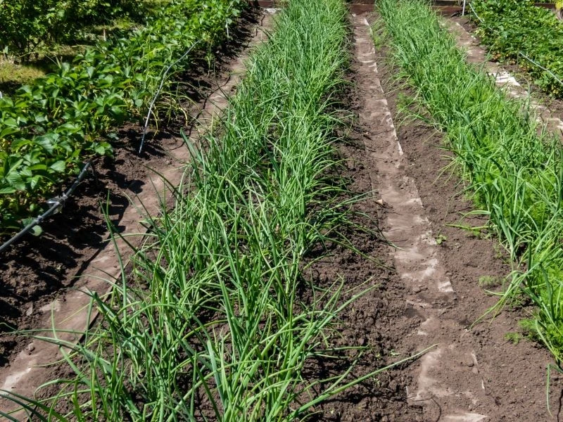 Lepiej uprawiać cebulę z dymki czy rozsady