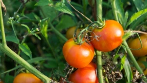 Kwiaty pomidorów usychają, owoce odpadają. Co robić w najważniejszym okresie uprawy pomidorów?