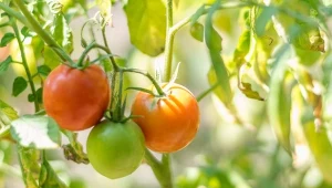 Podpowiadamy, jak rozpoznać, czego brakuje pomidorom.