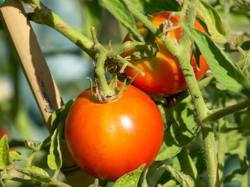 Pomidory mogą opadać, jeśli jest ich za dużo na krzaku