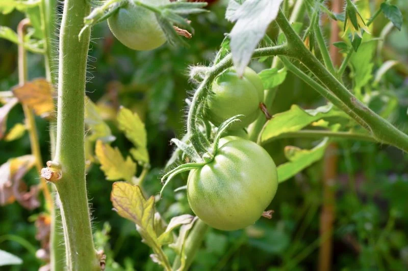 Żółknięcie i usychanie liści jest częstym objawem niedoborów pokarmowych u pomidorów