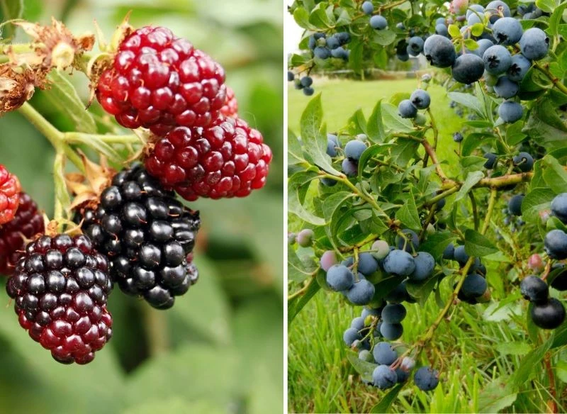 Menu ptaków ucztujących w ogrodach jest dłuższe, niż mogłoby się wydawać, ale najbardziej lubiane są owoce jagody kamczackiej, jeżyny, borówki oraz...