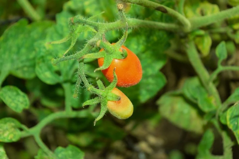 Brak magnezu u pomidorów widoczny jest początkowo na najstarszych liściach
