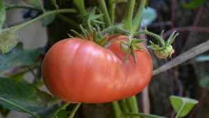 Gnojówka z podagrycznika świetnie sprawdza się do nawożenia pomidorów.