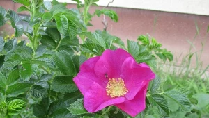 Róża pomarszczona jest piękna i mało wymagająca, ale może też wywołać szkody w ogrodzie.