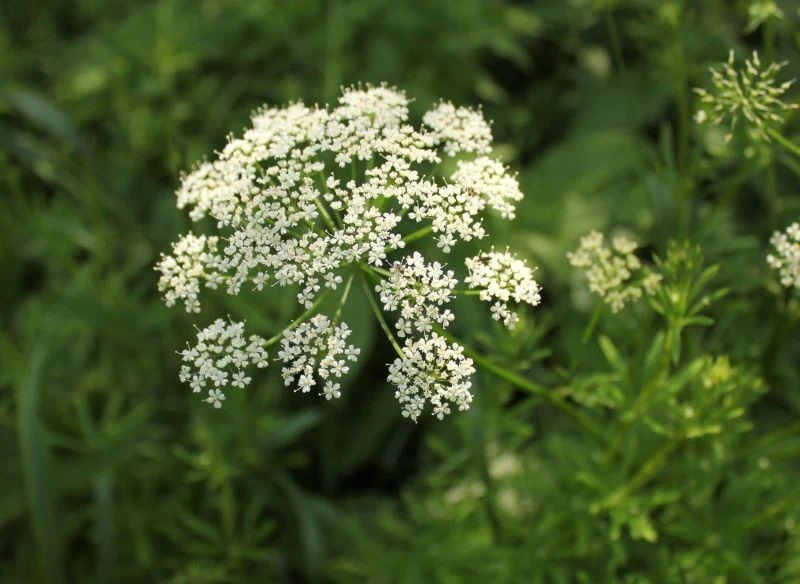 Wyrwany w ogrodzie podagrycznik pospolity wykorzystajmy do przygotowania naturalnego nawozu