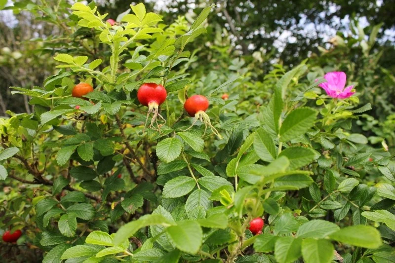 Owoce róży pomarszczonej są bardzo zdrowe, można je wykorzystać do produkcji przetworów