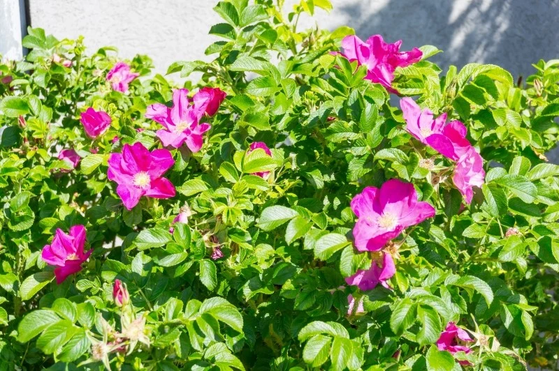 Róża pomarszczona jest rośliną ekspansywną, gdyż silnie się rozrasta