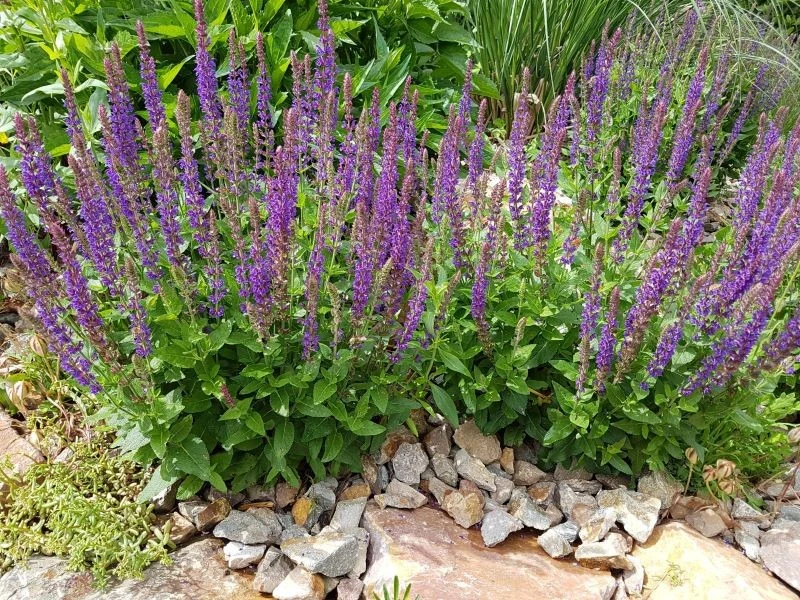 Kwiaty szałwii wznoszą się, jak gęste pióropusze