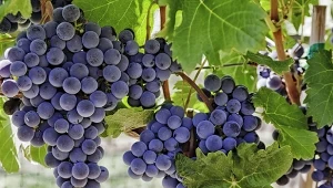 Szukasz przyczyny dlaczego owoce winorośli pękają? Duże znaczenie ma pogoda, ale i my, popełniając te błędy, nie jesteśmy bez winy.