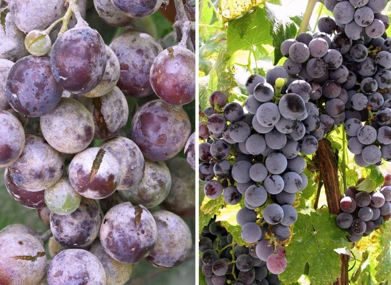 Pękanie owoców winorośli to problem, ale utrzymując dobre warunki uprawy, można poprawić odporność krzewów i owoców