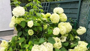 Podpowiadamy, jak chronić kwitnące hortensje przed burzą i wiatrem./Deccoria.pl