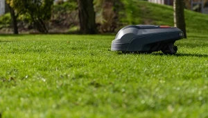 Czy trawę trzeba kosić i jak robić to prawidłowo?